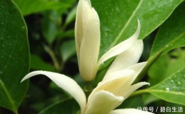 桂花|此花“再懒”的人也能养，一开就是大半年，没想到比桂花还要香