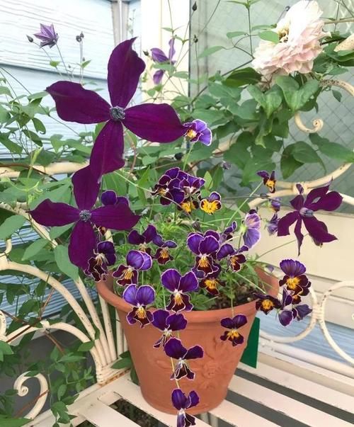 这份让春季花园“爆花”的清单你收藏一下吧！