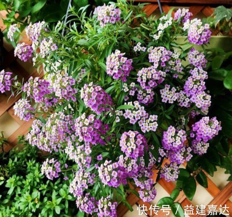 花海|家养这些植物，阳台开出花海，个个好养、开爆盆，养成瀑布