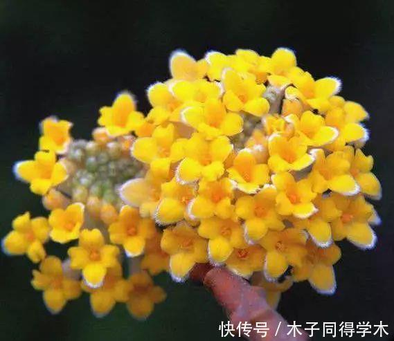 打结花!真漂亮啊!