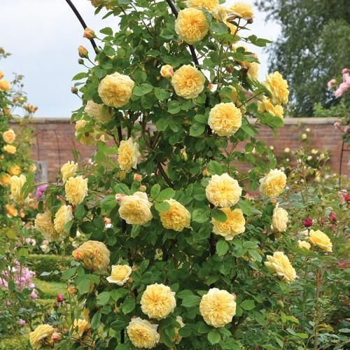 花量|阳台再小,也要养1种月季,花开满枝头,全年有花赏,香味飘满屋