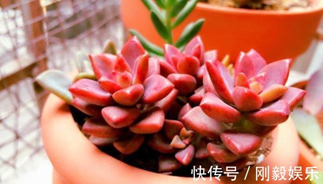 秋天|3种适合秋天养的多肉,赶快动手养起来,叶片红的、白色似莲花