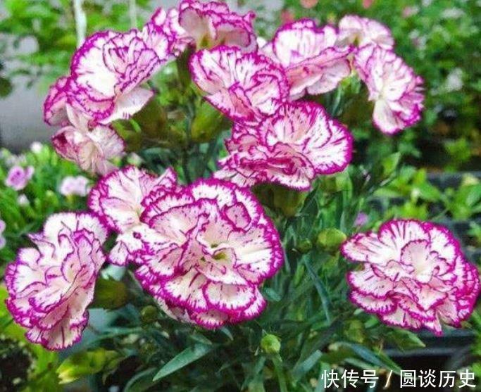 4种“好养花”,随便一养就爆盆,养家里,全年开花不断