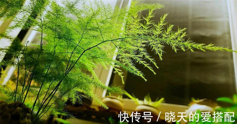 水竹|文竹和水竹的区别,养护要注意哪些地方