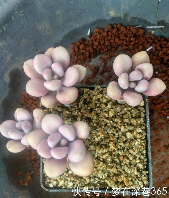 多肉在夏天,垫个“小东西”,不怕浇水不怕晒,越养越漂亮