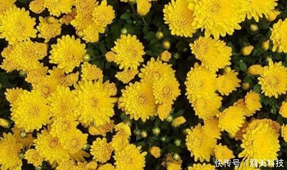 枸杞和“此”泡一起,连续喝一周,肾悄悄变好,肝变干净了