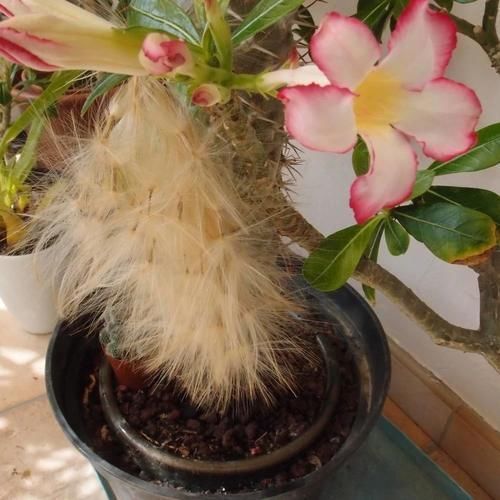 旺盛|沙漠玫瑰叶子长得旺盛还不开花，选好时机修剪，第二年有花看