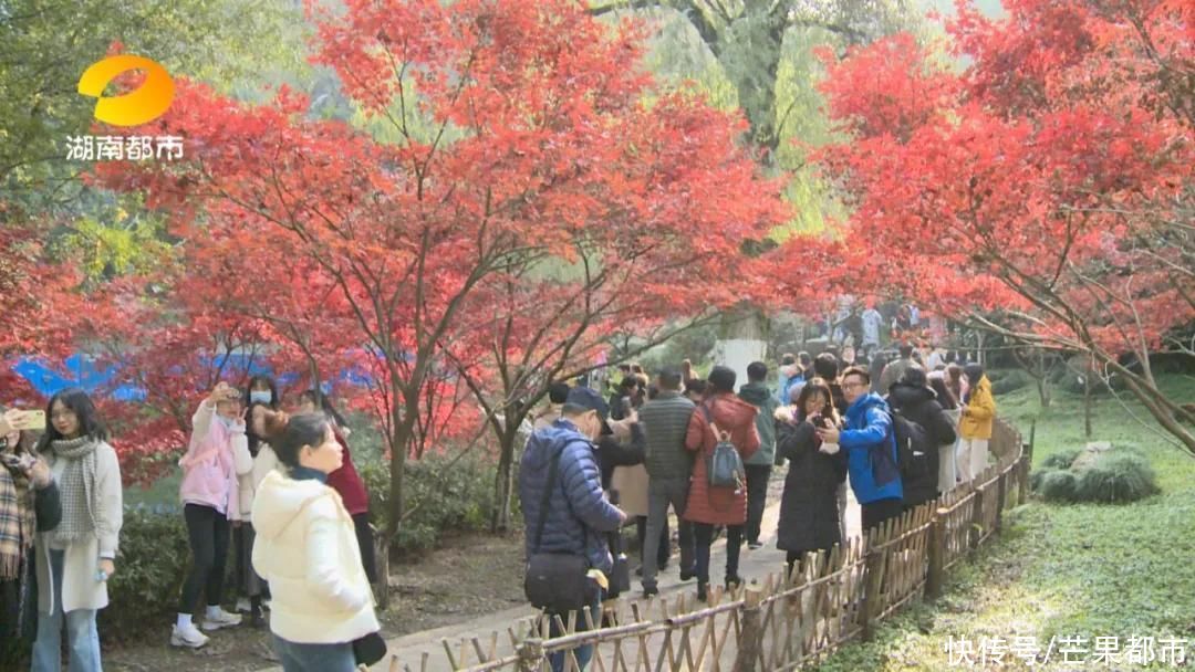 岳麓山|美爆了！岳麓山枫叶进入最佳观赏期，错过等一年