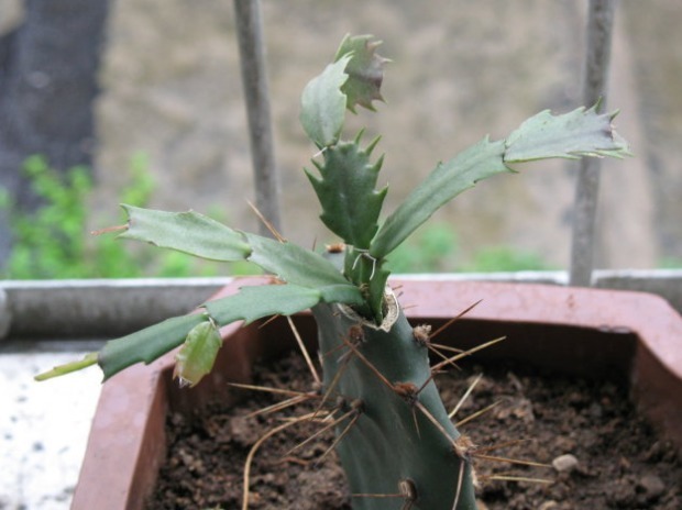 蟹爪兰不会嫁接怎么办只需简单3步做嫁接，容易存活花更多