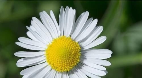 秋季养这几种花,花期长达300天,放在阳台天天是花海,美极了