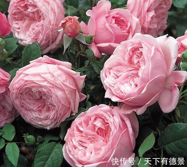 叶片|月季养不活?教你避开种死月季的五个陷阱,不走弯路做月季大神