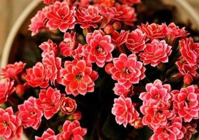 长寿花想继续开花,3件事情不能做,否则只长叶,很难再次开花!