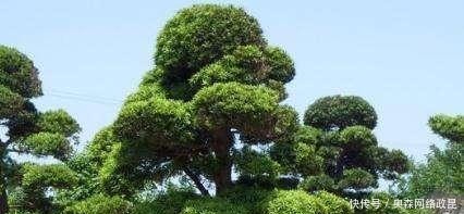 扦插|种棵罗汉松,招财又长寿,嫌太贵自己种,一根枝条就能活!