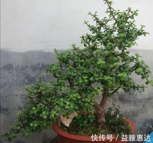 修剪|养金枝玉叶,别只顾施肥,经常剪剪枝,长得更快成老桩