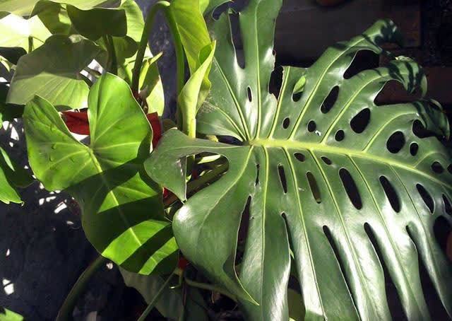 龟背竹寓意很好,养好龟背竹有技巧,你是怎么养护的呢?