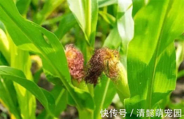 排毒|蒲公英,被称为“药草皇后”,请记住“6功效、7搭配、8禁忌”