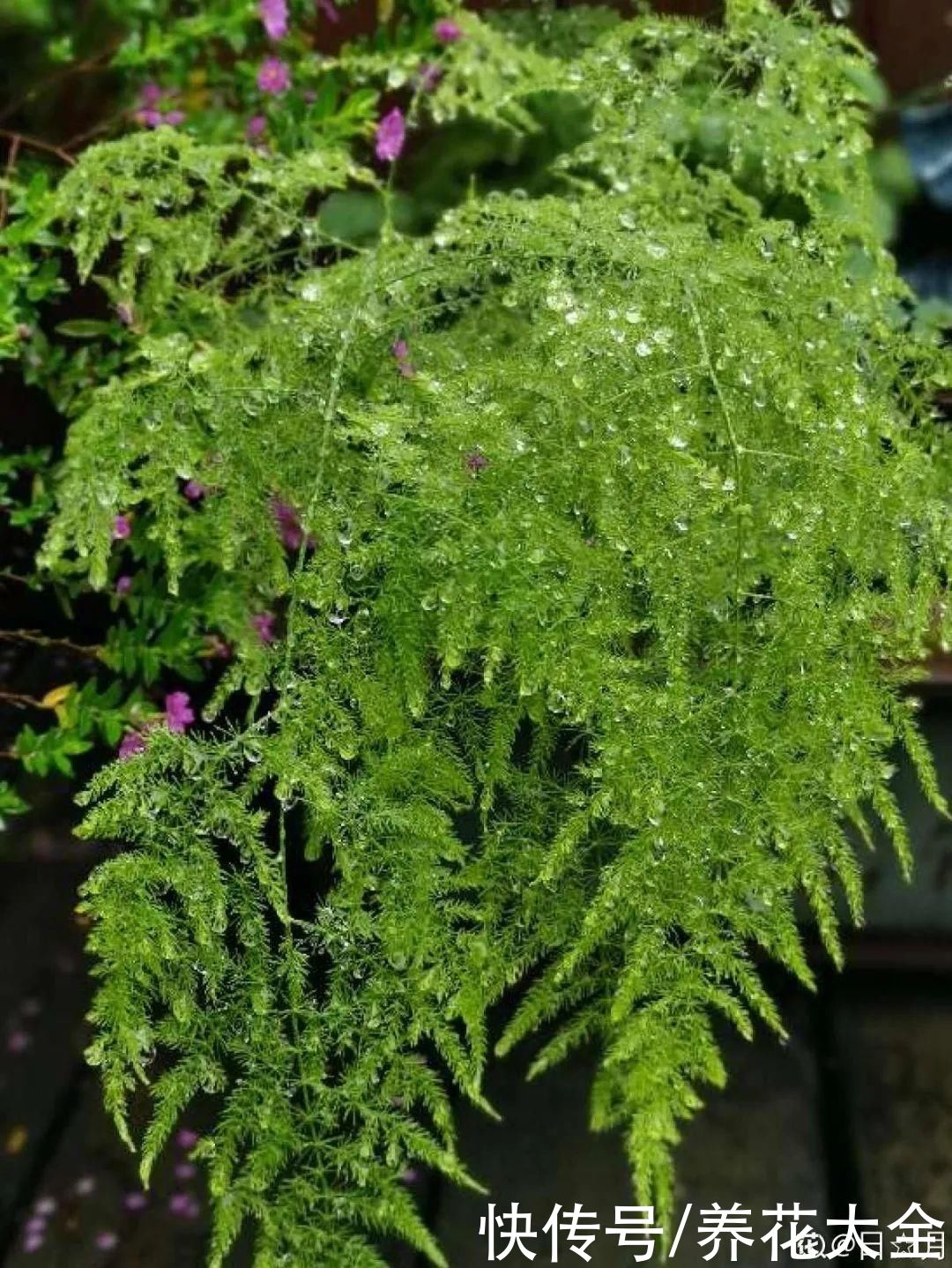 花苞|天热了，20种花最怕浇水，浇得越多，死得越快
