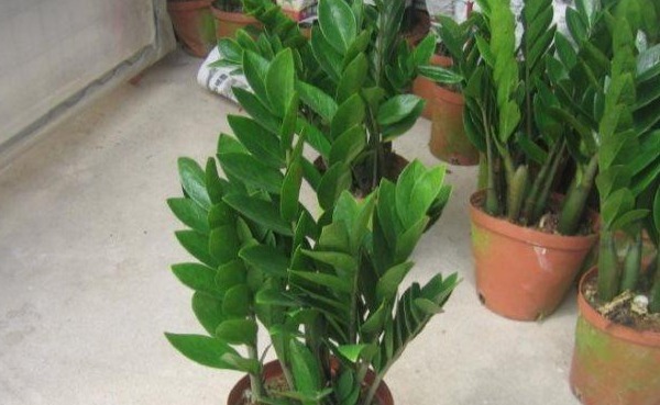 金钱树怎么养才茂盛的四个小技巧,新手小本本早已备好