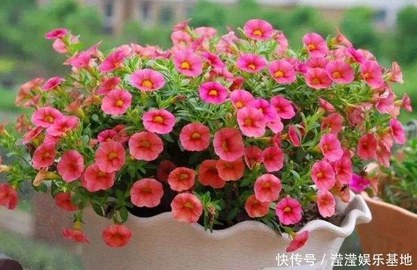 室内养花浇水很关键,学会这“4招”,养花才能不烂根