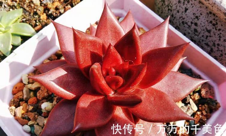 爆盆|适合新人养殖的5款多肉，它们好看又易爆盆，拿来练手正好