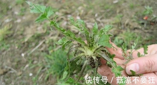 野草|长在地里的野菜,很少一部分人知道这种野草,营养价值却非常高。