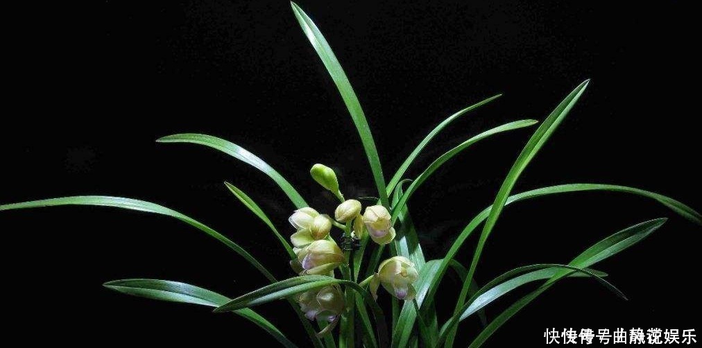 种植|兰花烂根了怎么救活跟着一起做，立马见效！