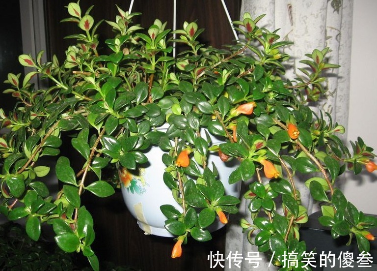 这九种花，随便扔土里，就能长成一片，开花不断