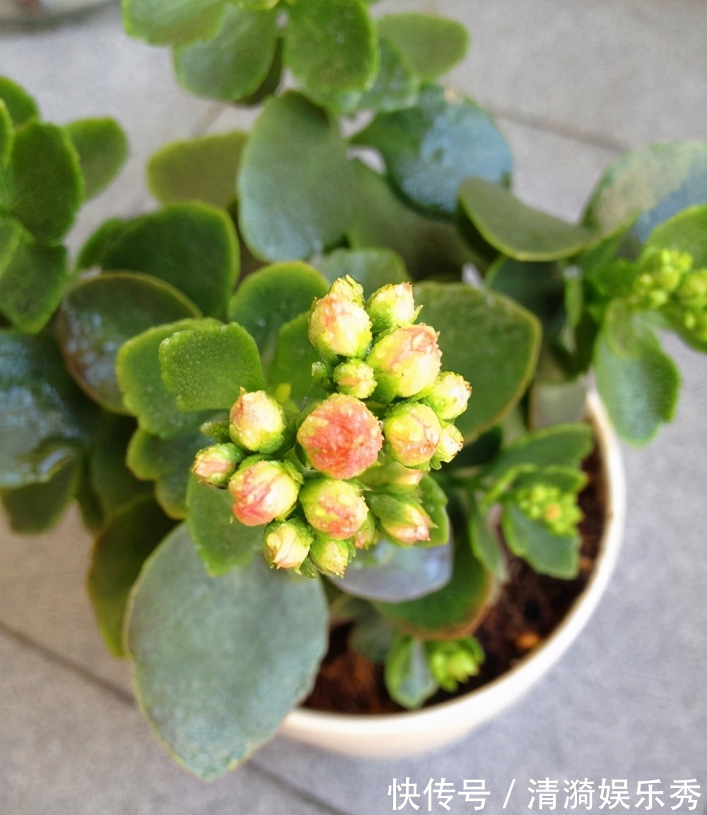 4种花,春天“翻盆”要注意,用小盆才能多开花