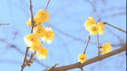 花开|迎春花开 欢度安静祥和年