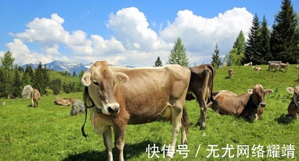 喜从天降|四月以到，生肖牛将会“喜从天降”，属牛人看看怎么回事