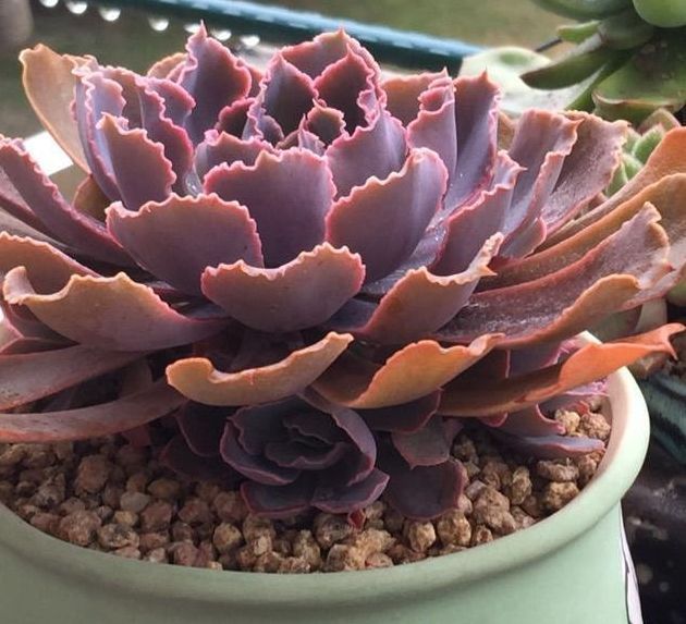 多肉植物移盆的2种方法,全方位解析哪种会更好,让多肉又肥又壮