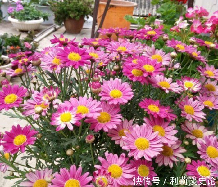 此款花卉花大服盆快,提高睡眠质量,养在家里超美的