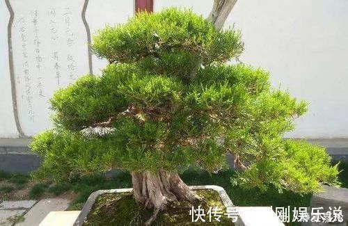 盆景|富贵人家,必养的3种“盆景”,个个大气高贵,您有养吗