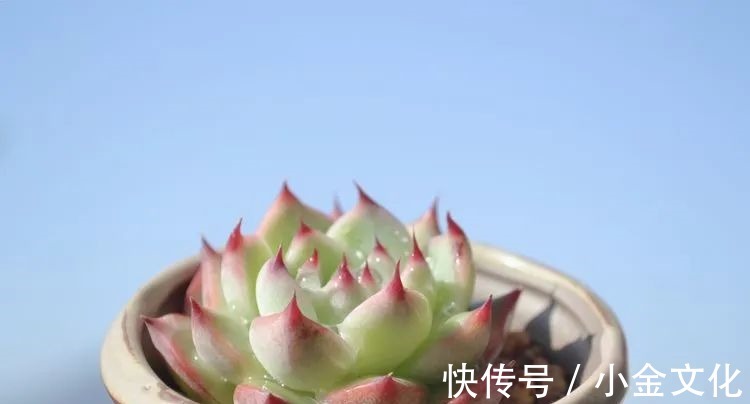 以阳光为滤镜,蓝天为背景,期待拥抱春天,拥抱自然!