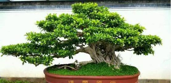 世界上最贵的3种盆栽,一盆可以换好几栋别墅!你见过就算土豪