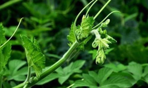 血多酶|每天晚上坚持吃3种食物,排毒养颜,延缓衰老,好吃又不贵!