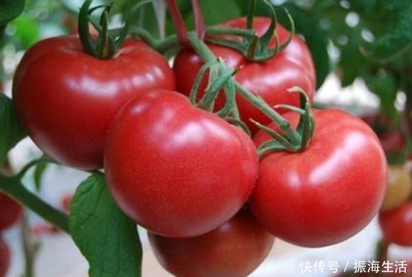延年益寿|西红柿被称为“长寿果”,吃对了,延年益寿,吃错还有致癌的风险