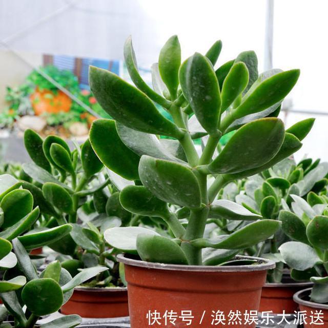 肥料|玉树四季常青，养护得当根茎木质化，养出价值高“老桩”