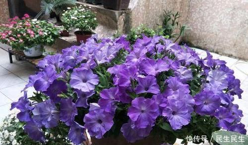 阳台杂乱无章又狭窄，不如盆栽这些花卉植物，美得如同花海仙境