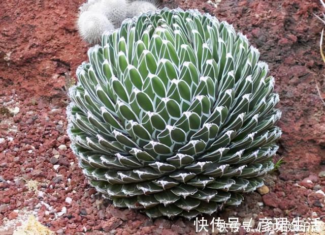 雍容华贵|这些植物“老寿星”,个个能活100岁,泼辣无比,比人还长寿
