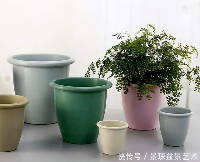 花盆原来也有这么讲究,别给你家树桩盆景选错了!