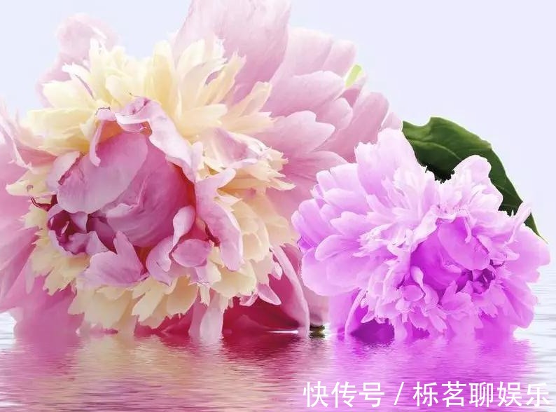 扶桑|三种正能量的花,寓意极好家人兴旺,喜欢赶紧养一盆!