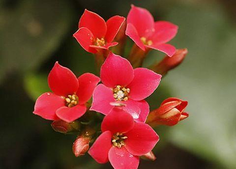 太美|此4种花,一年多次开花,漂亮又好养,太美了