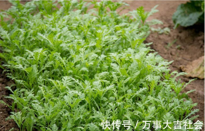 做菜|此菜是天然的”抗癌药“,拿来做菜吃,抗癌防癌,温中理气