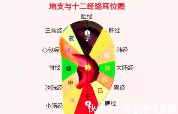 艾灸|耳朵,人体自带养生丹!每天10分钟,通畅气血,治病、养生又延寿