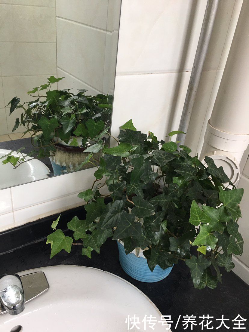 在家养花，一定要注意养花位置，5个地方不能养