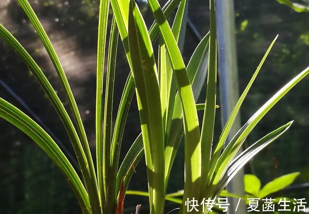 兰友|兰花用什么水浇最好?这种水,比天然的雨水更妙