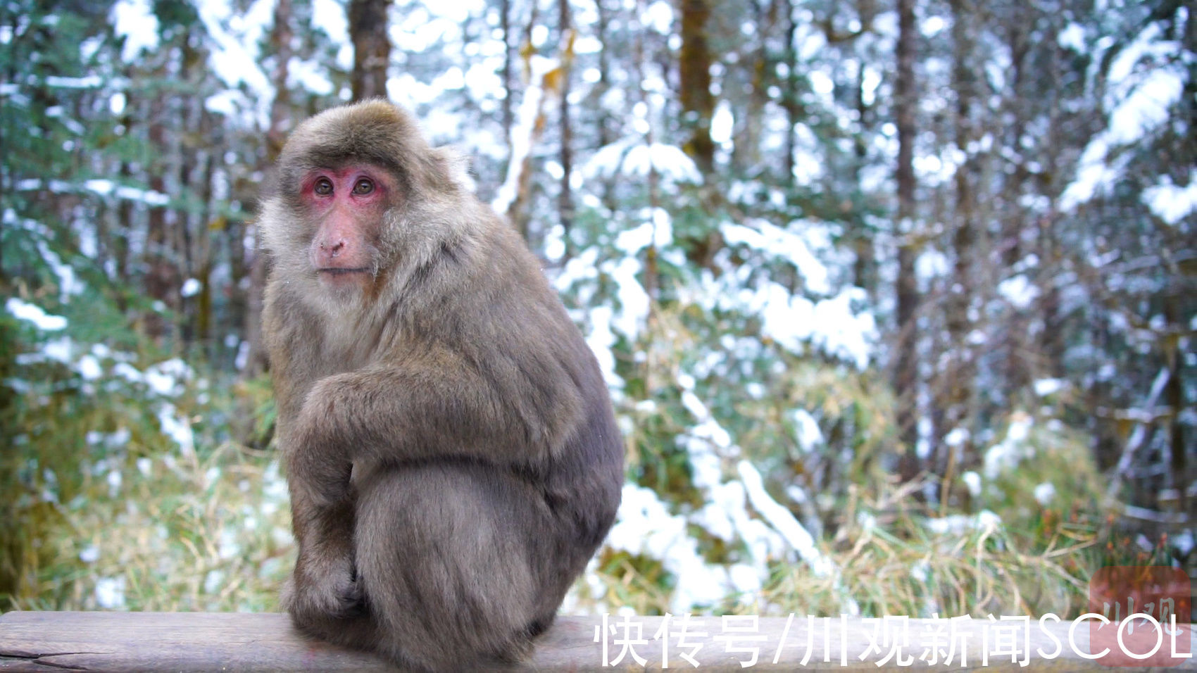 海螺沟|C视频｜在雪山遇见“美猴王”“四目相对”不慌不忙