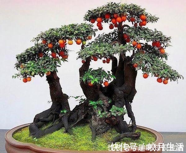 弹子|养这2种花,还能挣钱,放那不用管,养得好卖上万,挺划算!