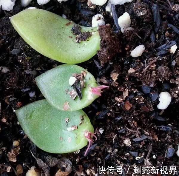 多肉植物|多肉叶插,记住3个小诀窍,生根发芽快,一棵变10棵,一盆变多盆